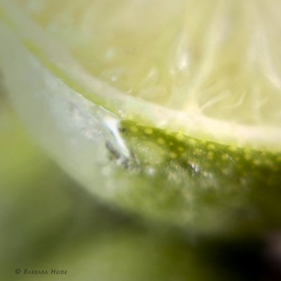 February 15: juicy lime