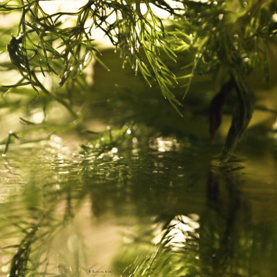 February 25 Fennel Reflections