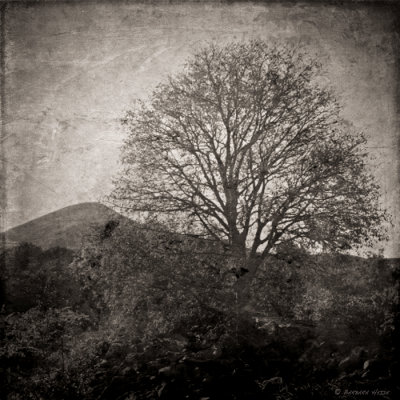 March 11 : Tree