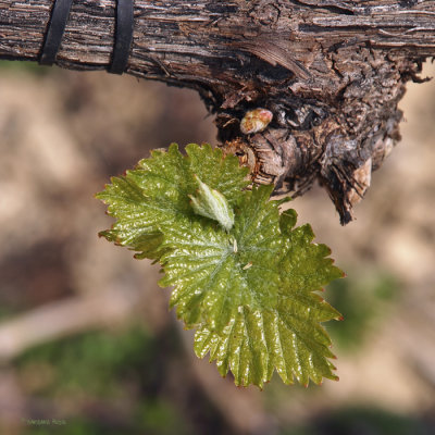 April 3 : Old Vine-Root and New Leaf
