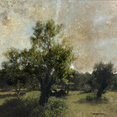 April 28:  light and shadow in the olive -grove