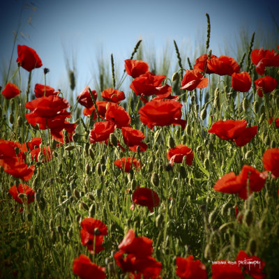 poppies