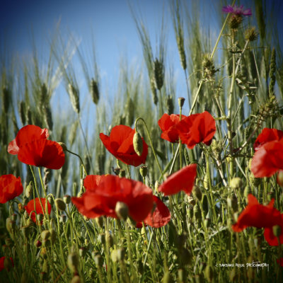 poppies