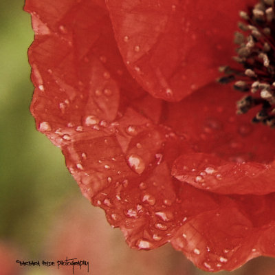 poppy in the rain