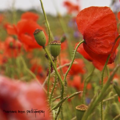 poppies