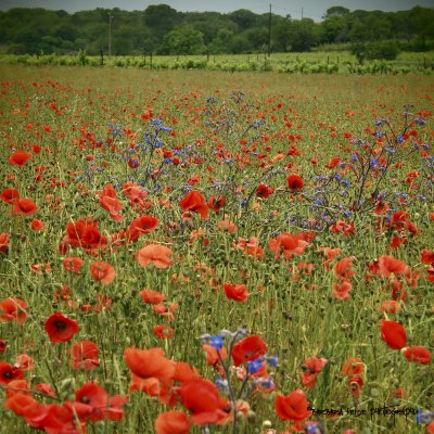 poppies