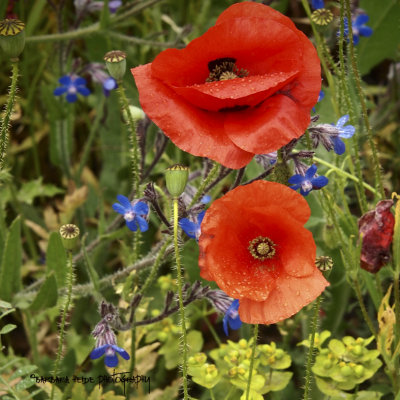 poppies