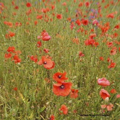 poppies