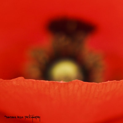 poppies