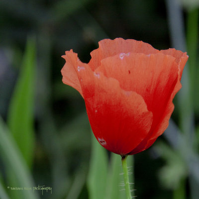 complementary colors (poppy)