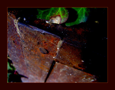 rust and leaf