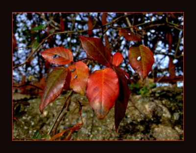 leaves