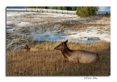 Elk, West Thumb Geyser Basin