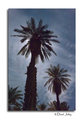 Palms By Moon Light