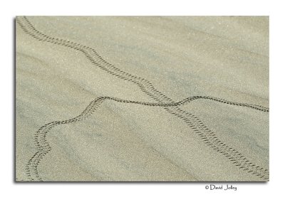 Beatle Tracks on the Mesquite Flat Dunes