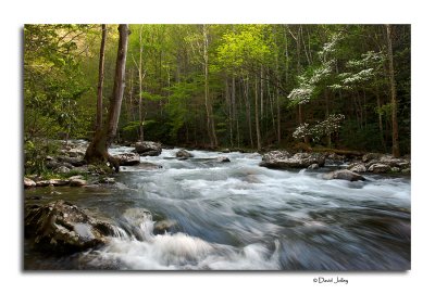 Great Smoky Mountains National Park- Spring 2011