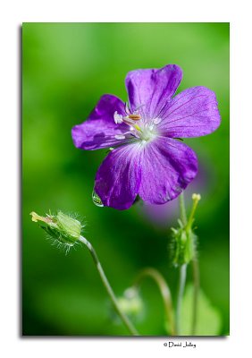 Wild Geranium