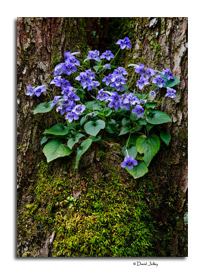  Long-Spurred Violet (Viola rostrata)