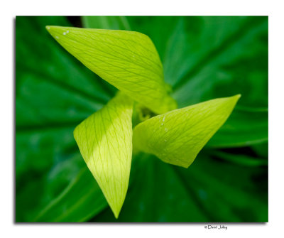 Yellow Trillium