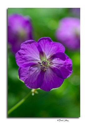 Wild Geranium