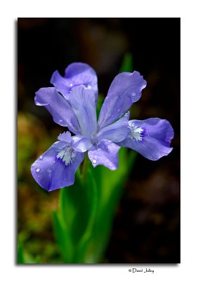 Dwarf Crested Iris