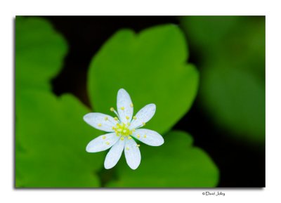 Rue-Anemone