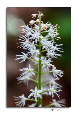 Foamflower