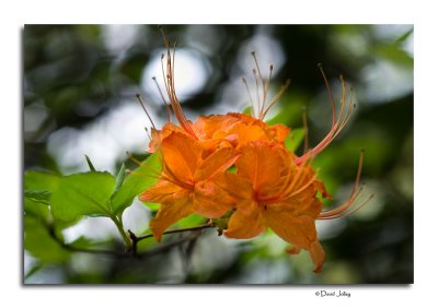 Flame Azalea