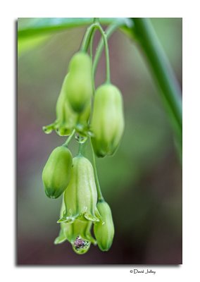 Smooth Solomon's Seal