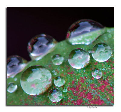 Water Droplets on Caladium Leaf