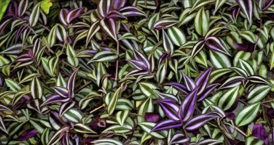 Tradescantia Zebrina