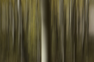 Aspen Abstract