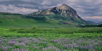 Lupines and Crested Butte