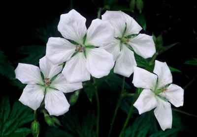 g4/69/667369/3/60541988.Flw4WildGeraniums10x7.jpg