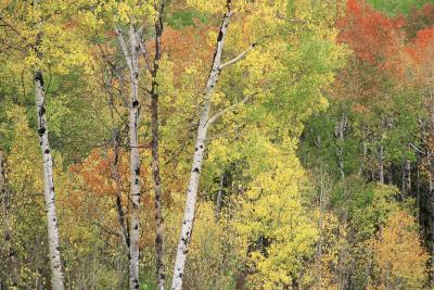 3 Aspens