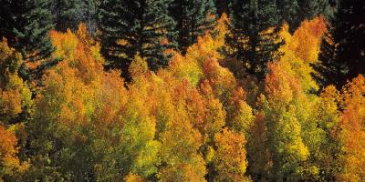 Red Aspens