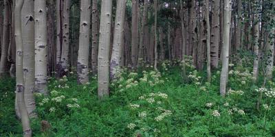 Summer Aspens