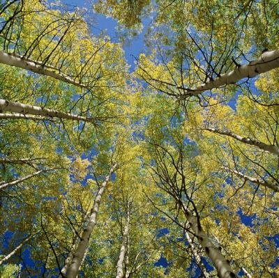 Aspens Looking Up