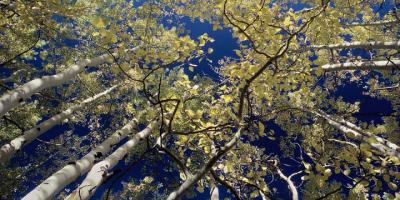 Aspens Looking Up