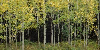 Young Aspens