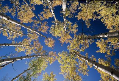 Aspens looking up