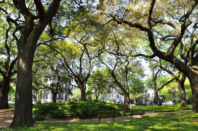 01-Savannah 12.jpg
