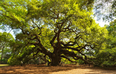 06-Angel Oak 01.jpg