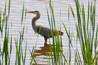 08-Middleton Place 08.jpg