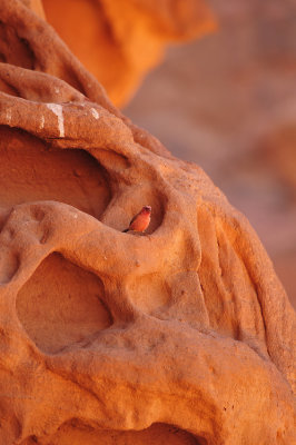 Desert bird, Wadi Rum