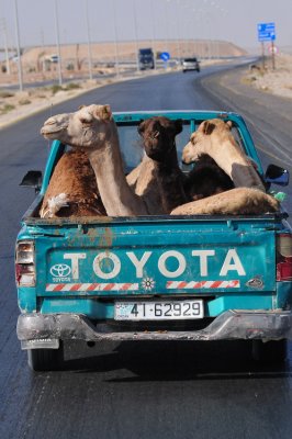 Camels going for a spin