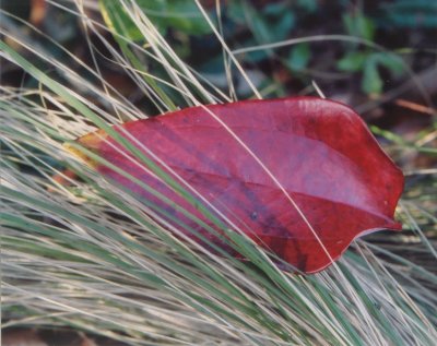 red leaf in grass