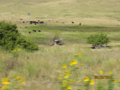 2011_North_to_Yellowstone 037.JPG