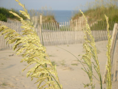 Dune in front of House