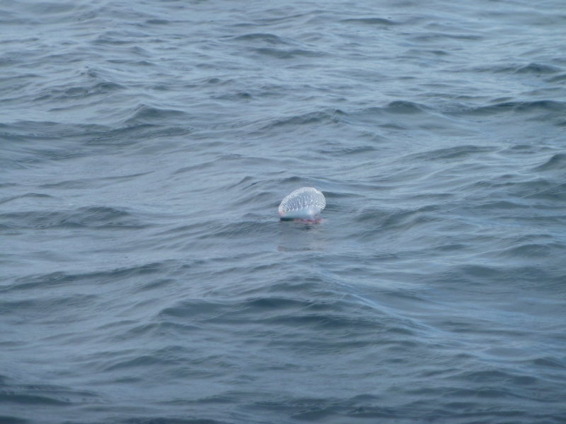 PORTUGUESE MAN-O-WAR!